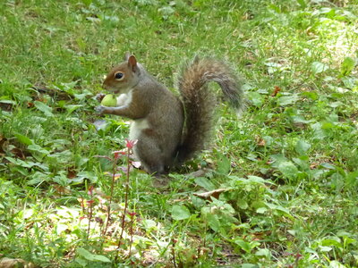 Squirrel eating food on the ground photo