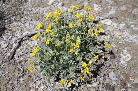 Earth plant 