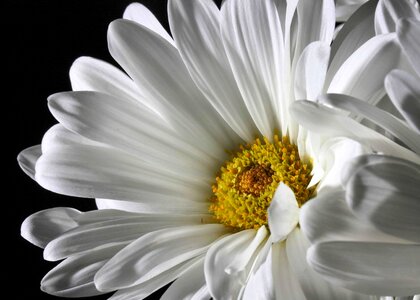 Beautiful beautiful flowers beautiful photo