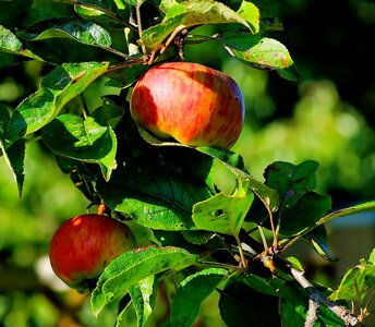 Autumn nature red photo