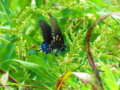 Nature garden beautiful