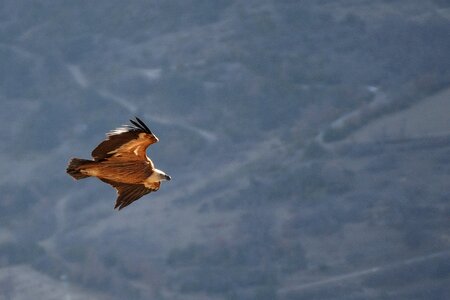 Falcon with outstretched wings