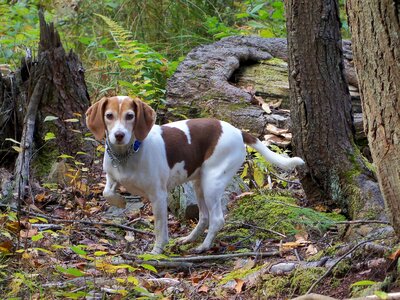 Animals woods tail
