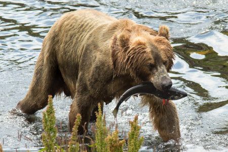 Kodiak brown bear sow with fresh catch