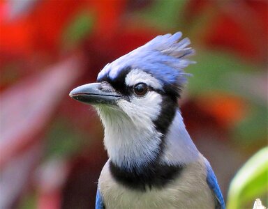 A Blue Jay perched on tree branch