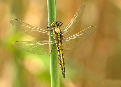 Wing summer chitin