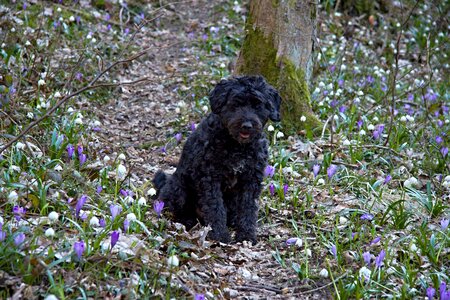 Canine domestic mammal photo