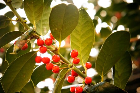 Shrub leaf branch photo