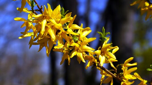 Bloom branches flora