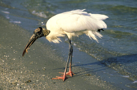 Wood stork feeds on the shore photo