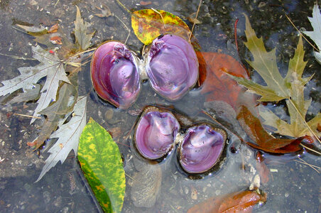Fresh-dead shells of a male and female purple cat's paw