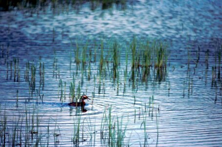 Bathe Podiceps nigricollis pond photo