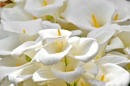 Elegance pistil white flower photo