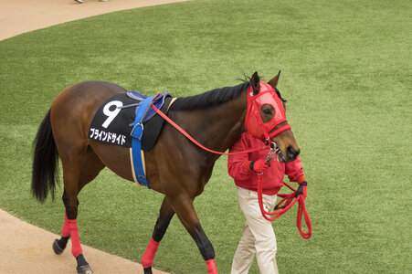 14 Horse race