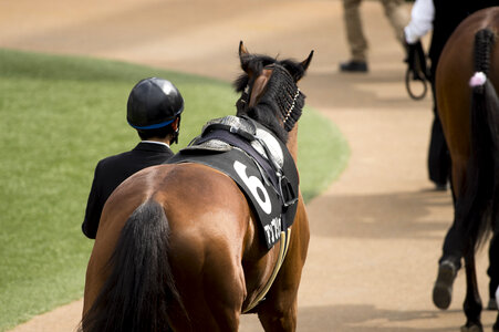 17 Horse race