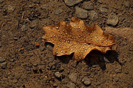 Drop of water autumn leaves photo