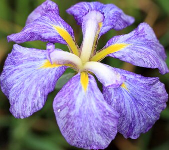 Beautiful beautiful flowers bloom