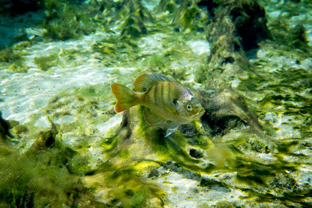 Florida bluegill photo