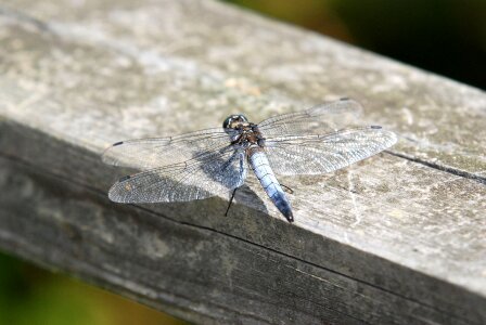 Wildlife nature summer