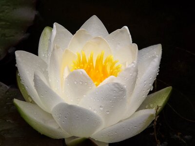 Pond aquatic plant white flower