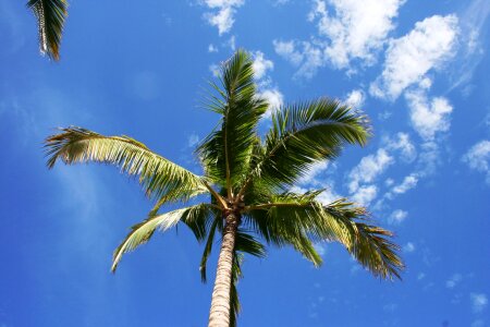Palm tree maui photo