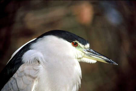Black-crowned night heron-5
