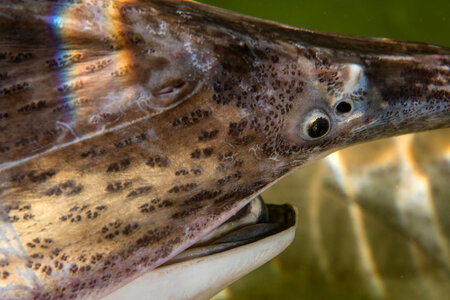 Paddlefish-2 photo