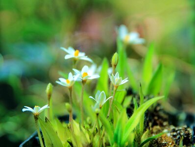 Beautiful Flowers bloom blooming