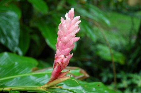Bali pink flower nature