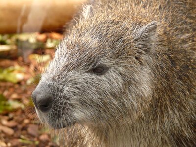 Rodent mammal animal photo