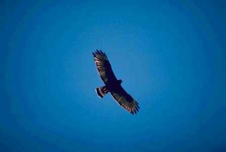 Area bird blue