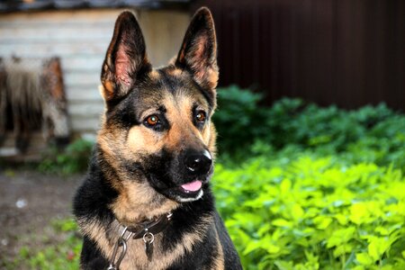 Pet surprise animal