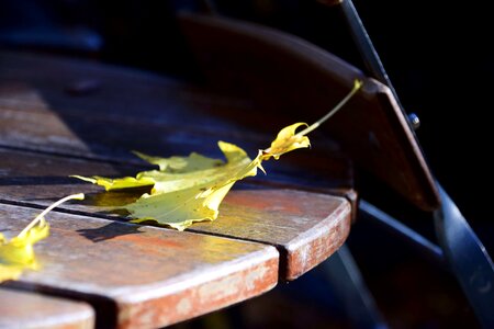 Autumn autumn season branch