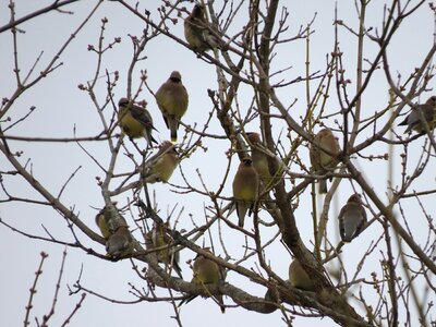 Bird cedar flock