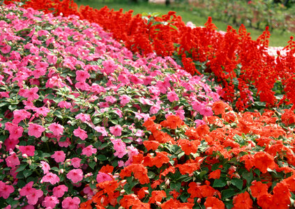 Multy color flower in garden photo