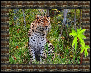 Animal art cheetah photo