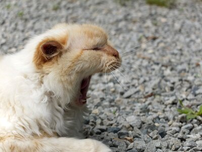 Animal white sweet
