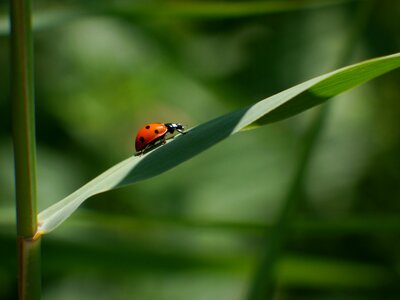 Nature insect beetle photo