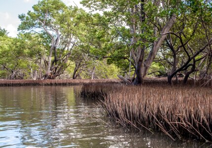 Mangroves in Green water at low tide photo