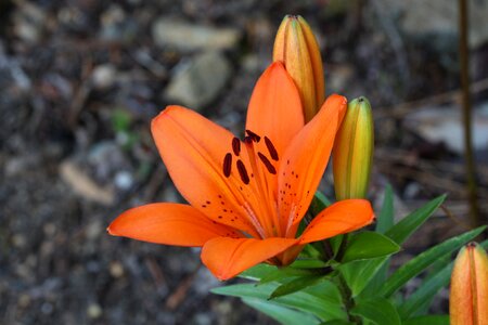 Lily floral nature