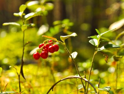 Nature wild food