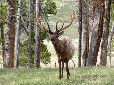 Mammal animal wilderness