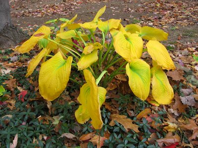 Shade plants hostas plantain lilies photo