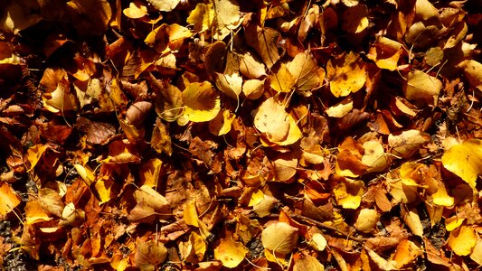 Autumn leaves colorful