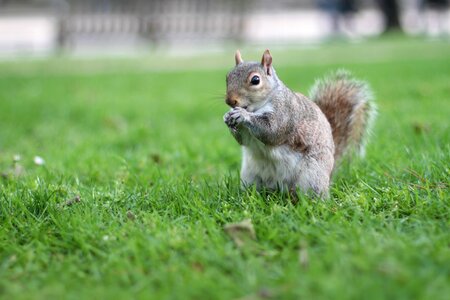London animal england