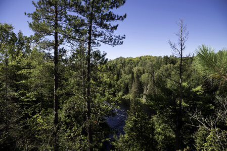 The forest and the Peshekee River at Van Riper State Park, Michigan photo
