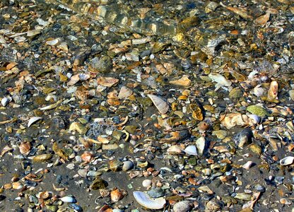 Chesapeake bay shoreline low tide photo