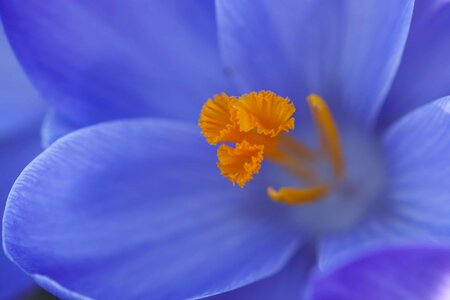 Beautiful Flowers bloom blooming