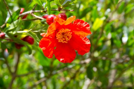 Fruit tree red flower plant