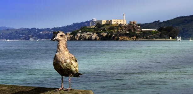 Prison seagull ocean photo